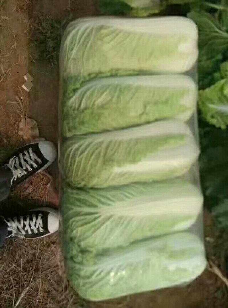 北京新三号白菜