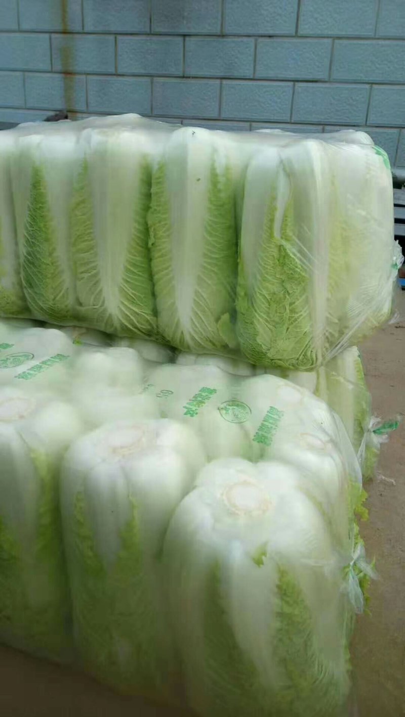 北京新三号白菜