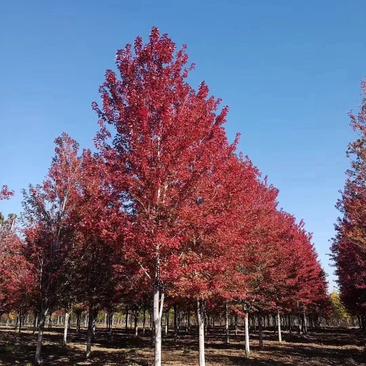 美国红枫1-25公分秋火焰，红点，红冠基地大量清地出售