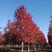 美国红枫1-25公分秋火焰，红点，红冠基地大量清地出售