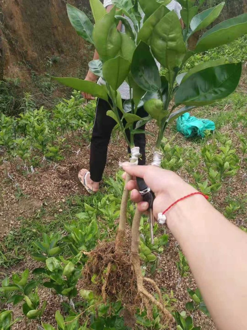 血橙苗