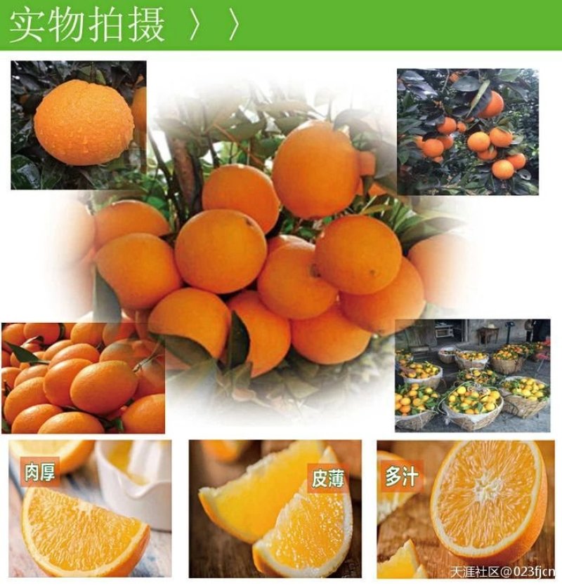 【顺丰包邮】福本脐橙甜橙一件代发现摘现发20斤装不催熟不打蜡