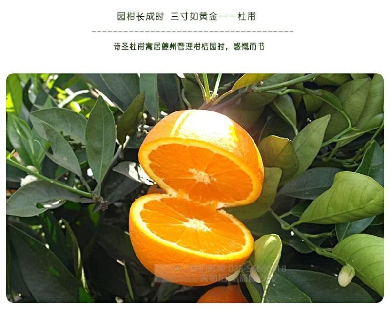 【顺丰包邮】福本脐橙甜橙一件代发现摘现发20斤装不催熟不打蜡