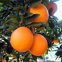 【顺丰】福本脐橙甜橙一件现摘现发20斤装不催熟不打蜡