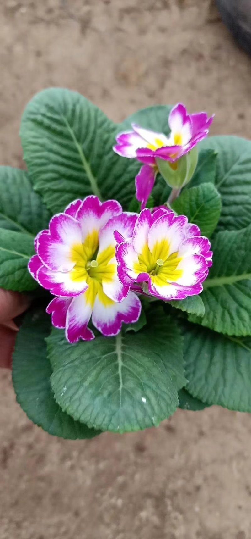 报春花