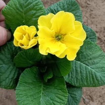 报春花