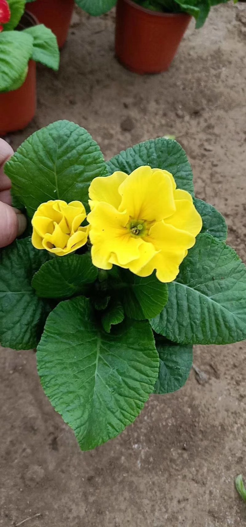 报春花