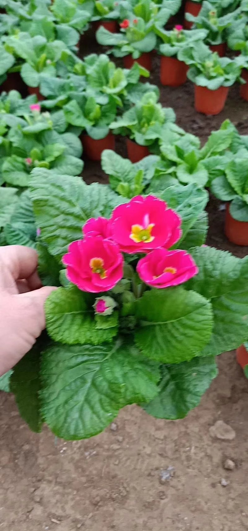 报春花