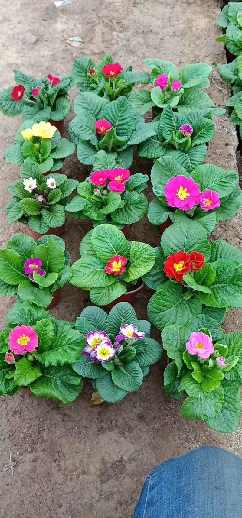 报春花