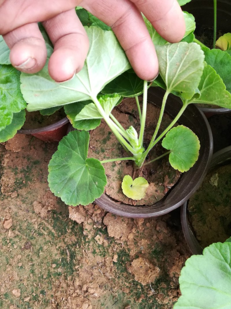 天竺葵