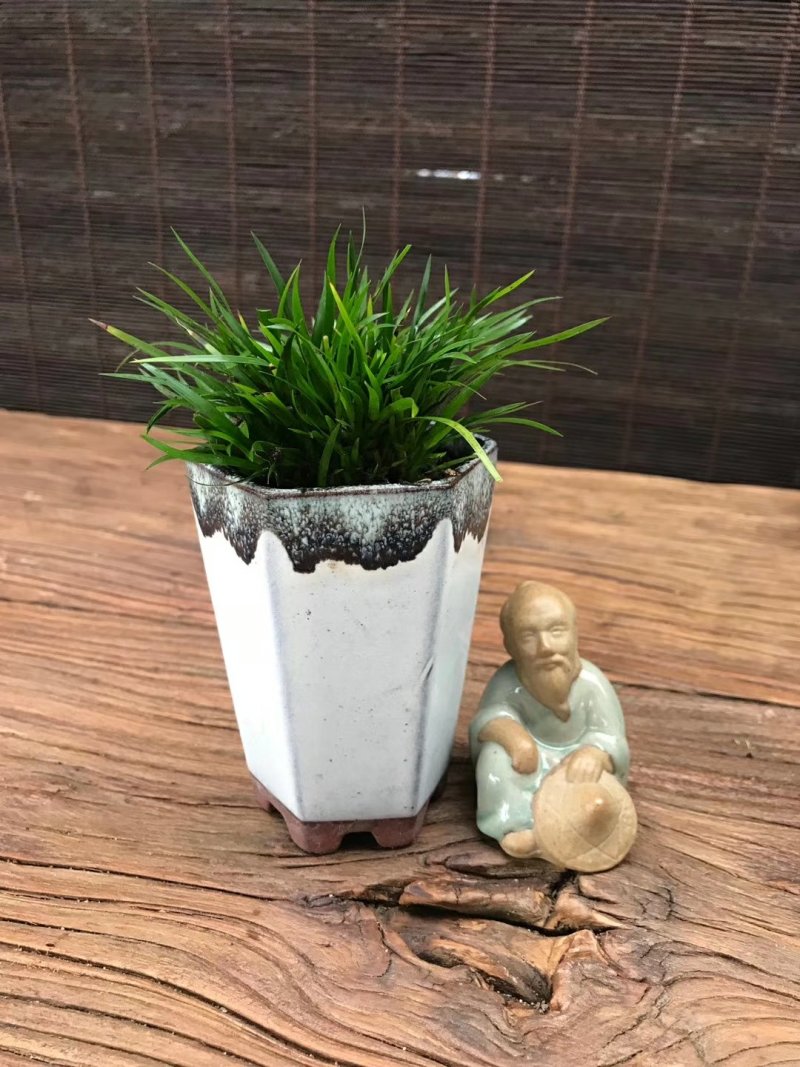 观叶植物