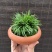 观叶植物