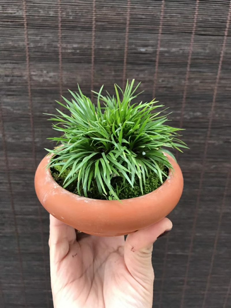 观叶植物