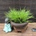 观叶植物