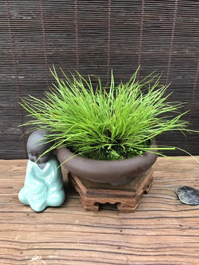 观叶植物