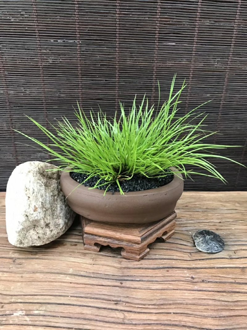 观叶植物