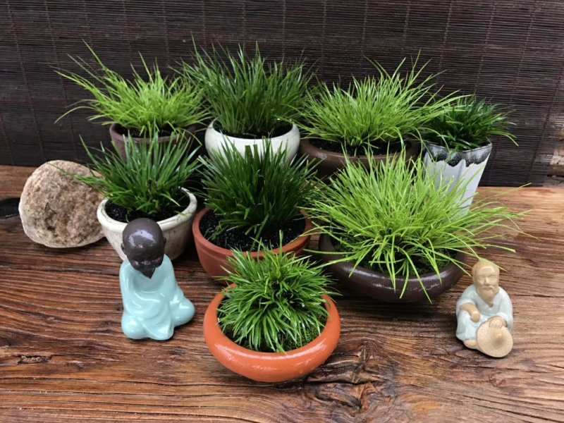 观叶植物