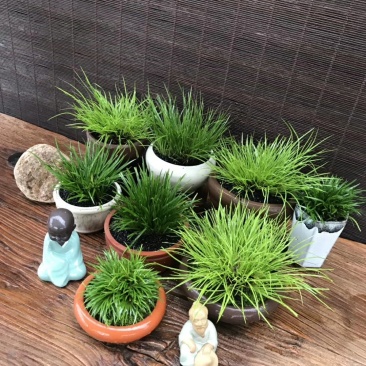 观叶植物