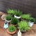 观叶植物
