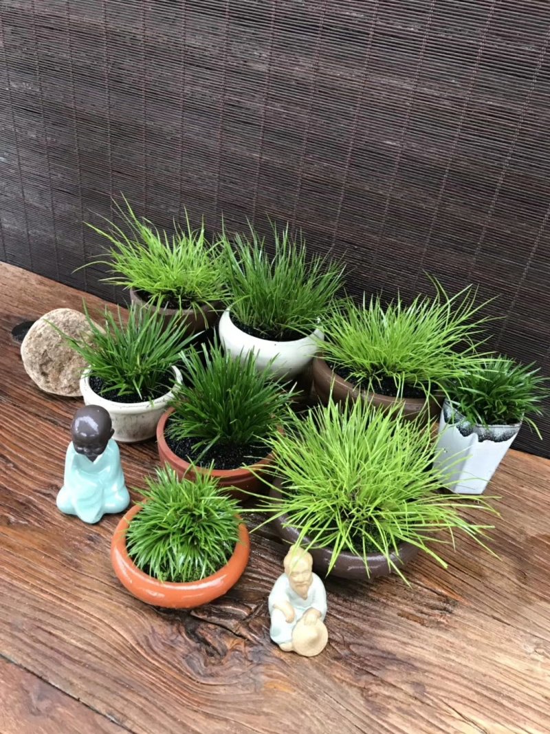 观叶植物