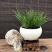 观叶植物