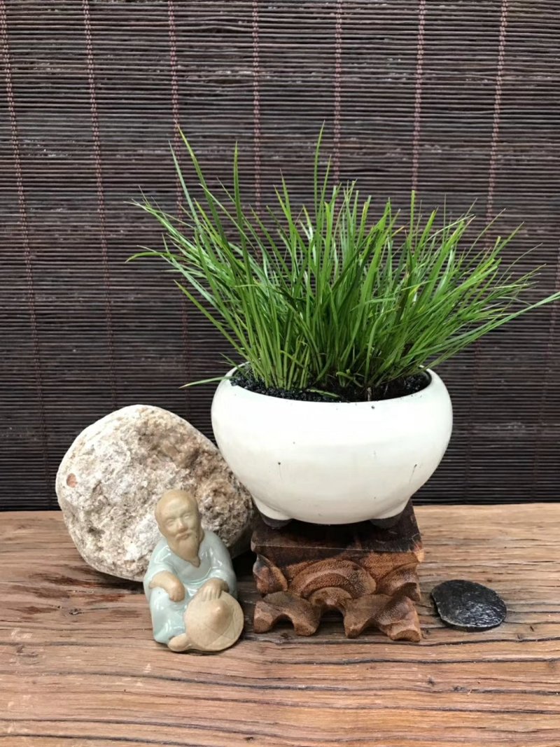 观叶植物
