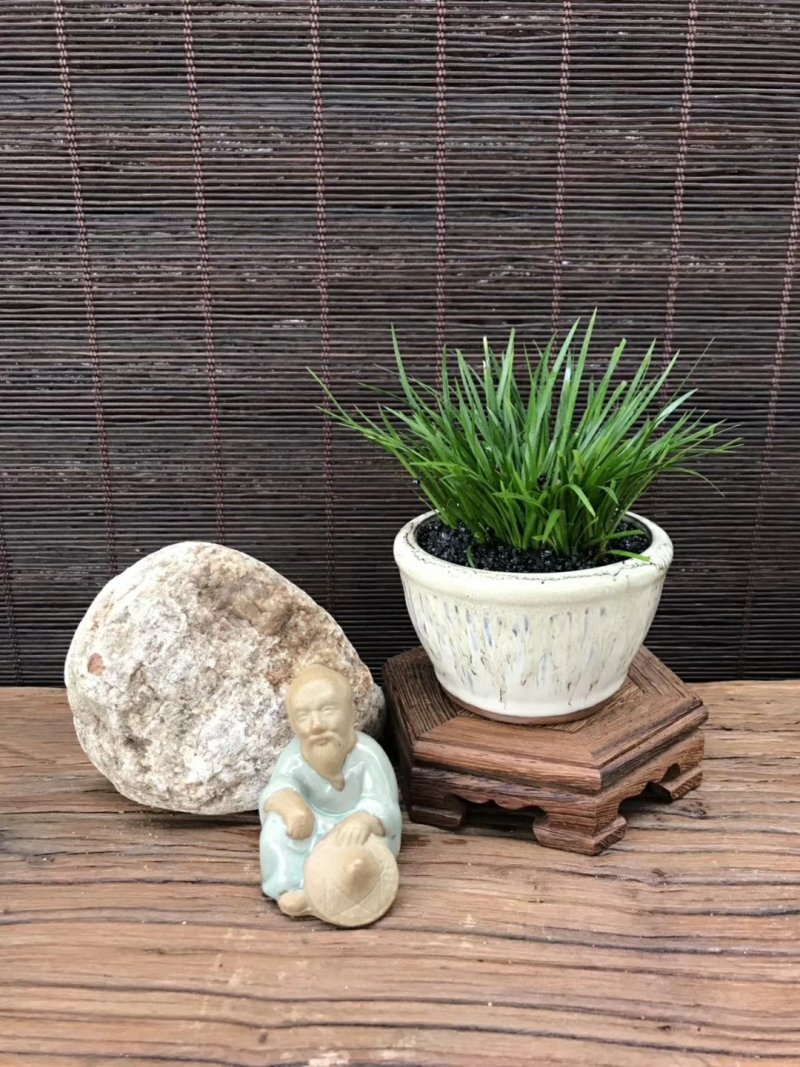 观叶植物