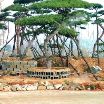 潍坊昌乐县200亩工业用地入股