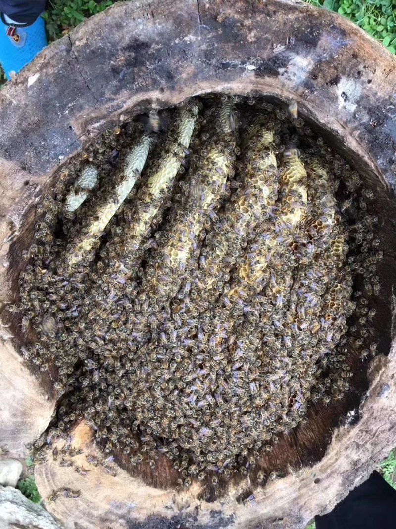 枇杷蜜