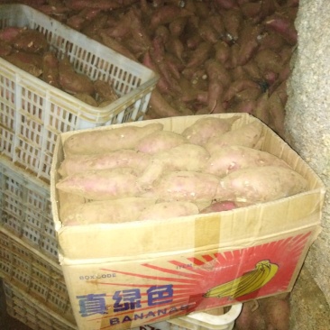 商薯19大量出售，窖存