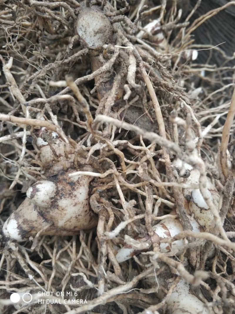 紫花三叉白芨种茎(全丫头)
