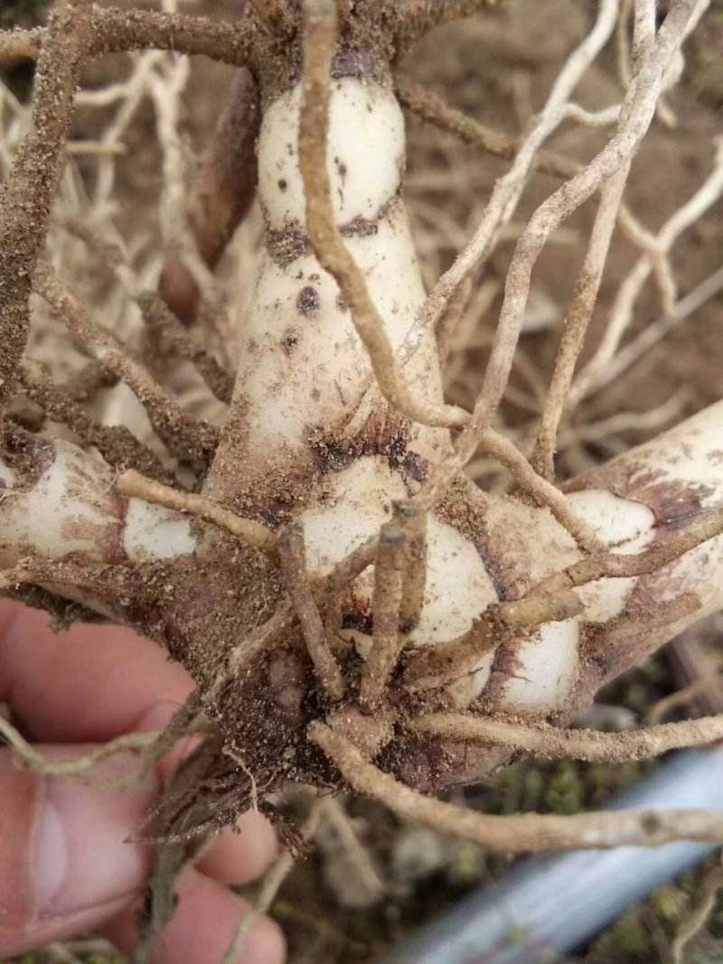 紫花三叉白芨种茎(全丫头)