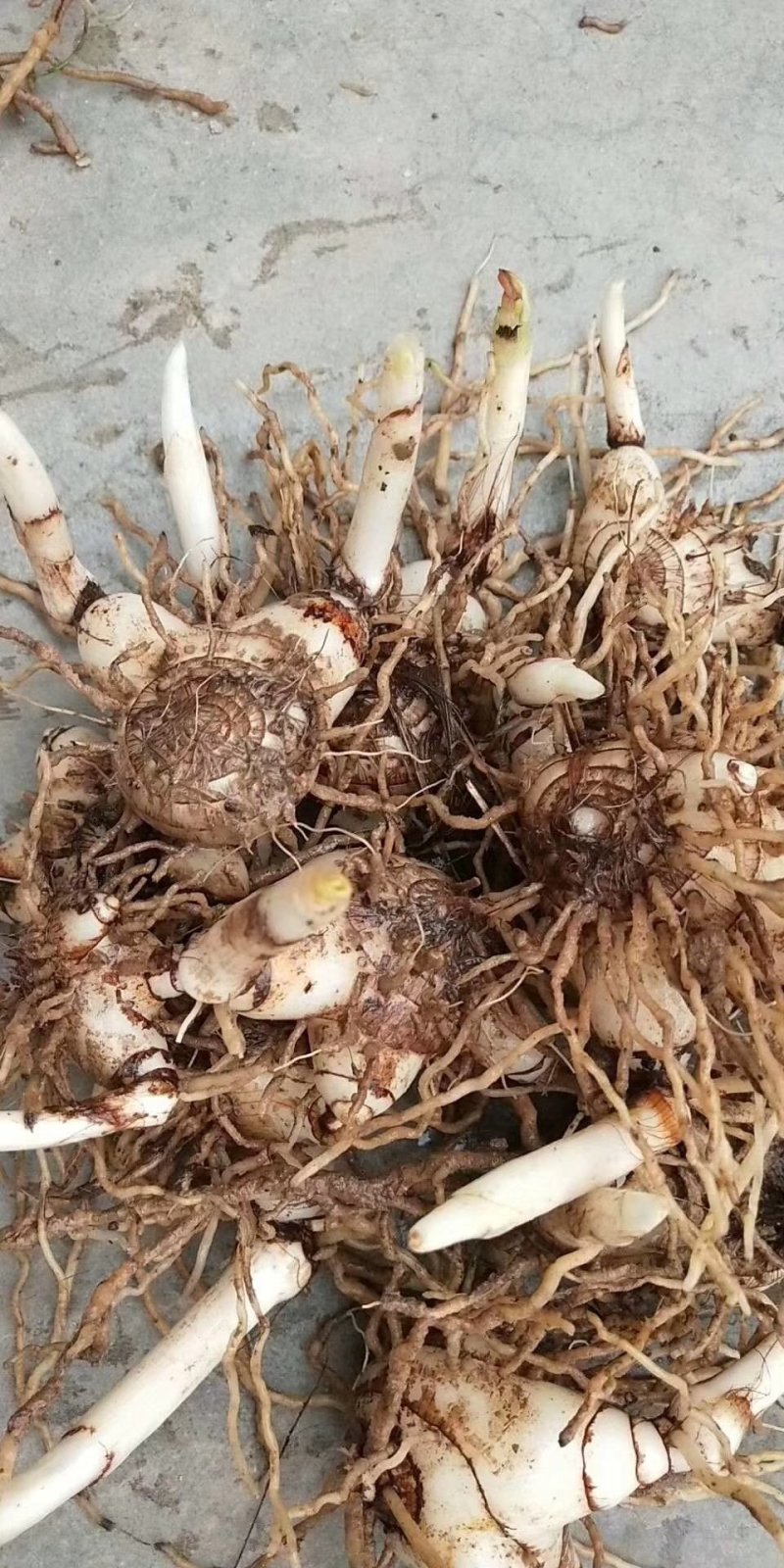 紫花三叉白芨种茎(全丫头)