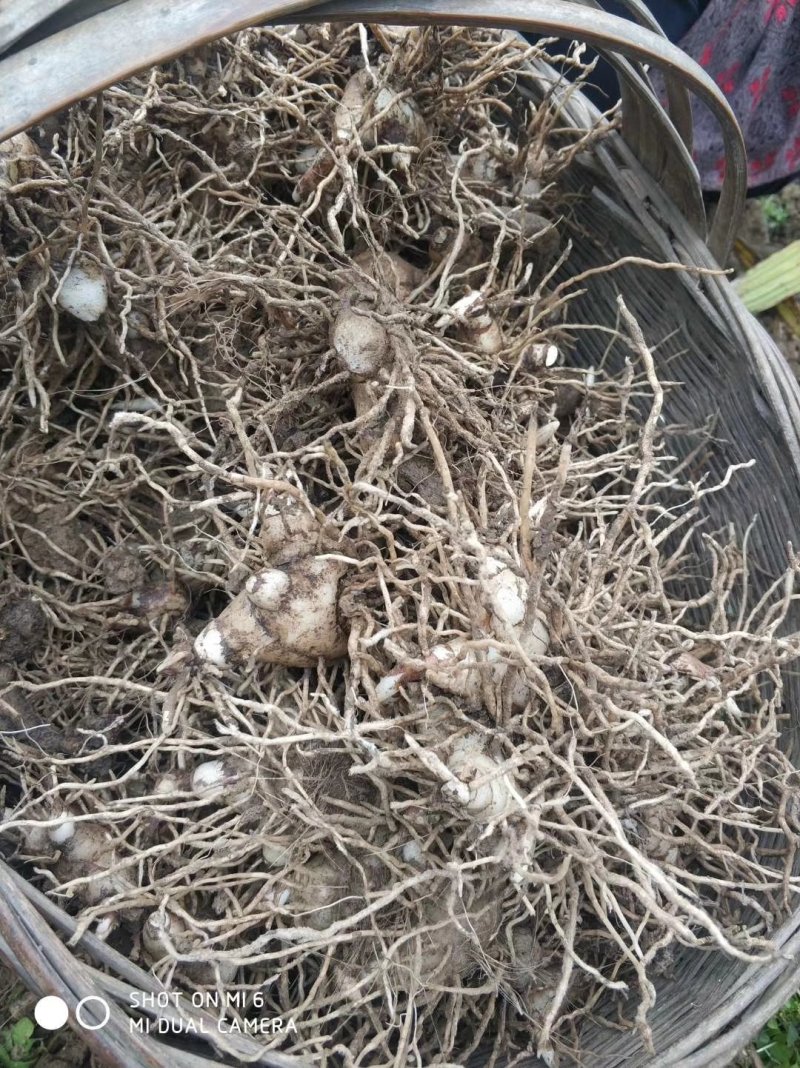 紫花三叉白芨种茎(全丫头)