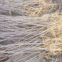 0.3公分花椒苗花椒苗价格