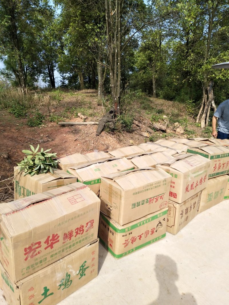 广西柳州瑶山香辣火姜(新老姜)