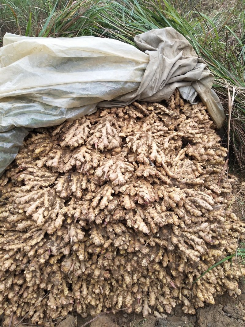 广西柳州瑶山香辣火姜(新老姜)