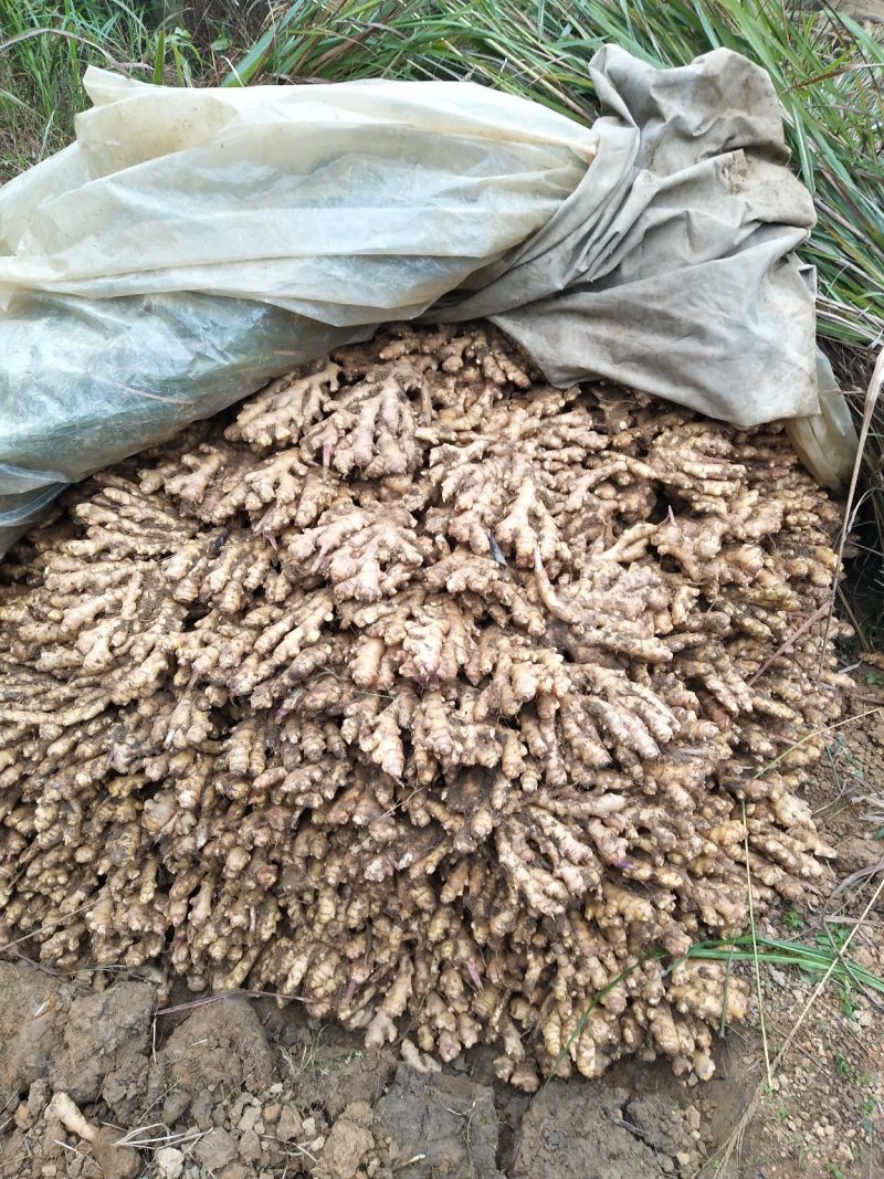 广西柳州瑶山香辣火姜(新老姜)