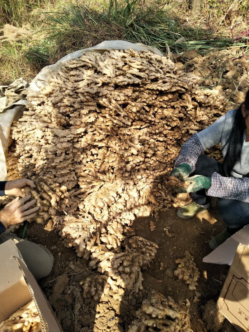 广西柳州瑶山香辣火姜(新老姜)