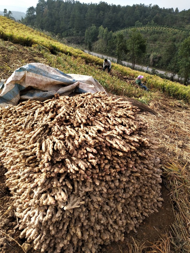 广西柳州瑶山香辣火姜(新老姜)