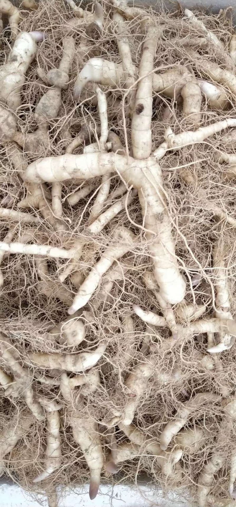 黄精种茎陕西鸡头甜黄精