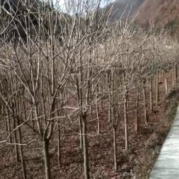 梭罗树
