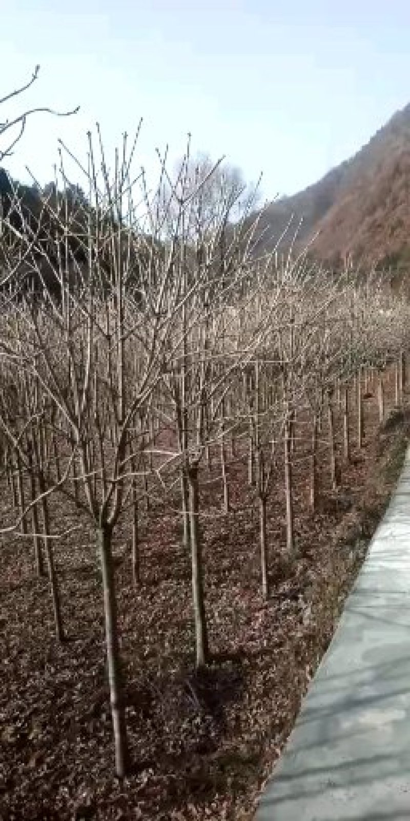 梭罗树
