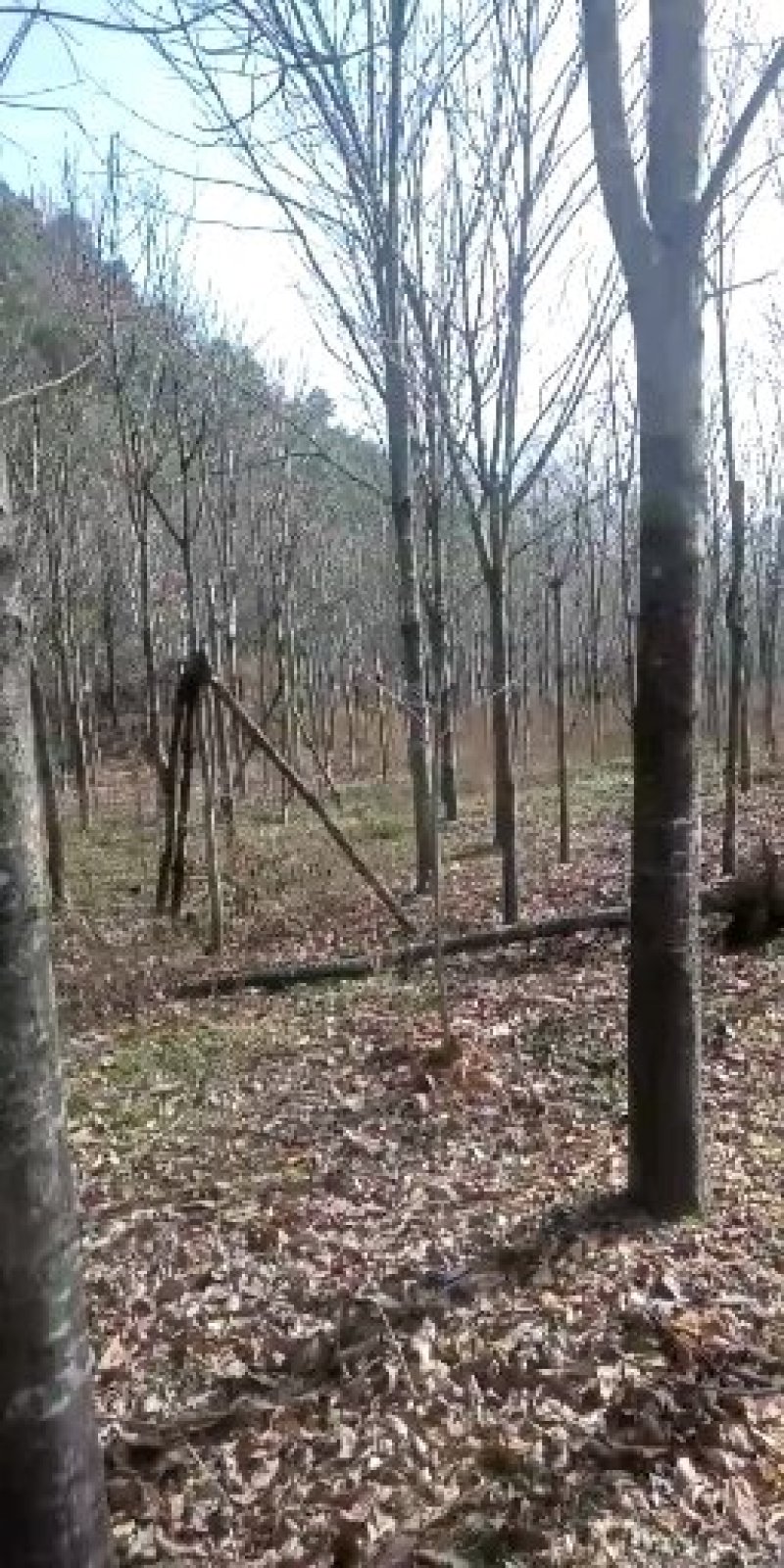 梭罗树