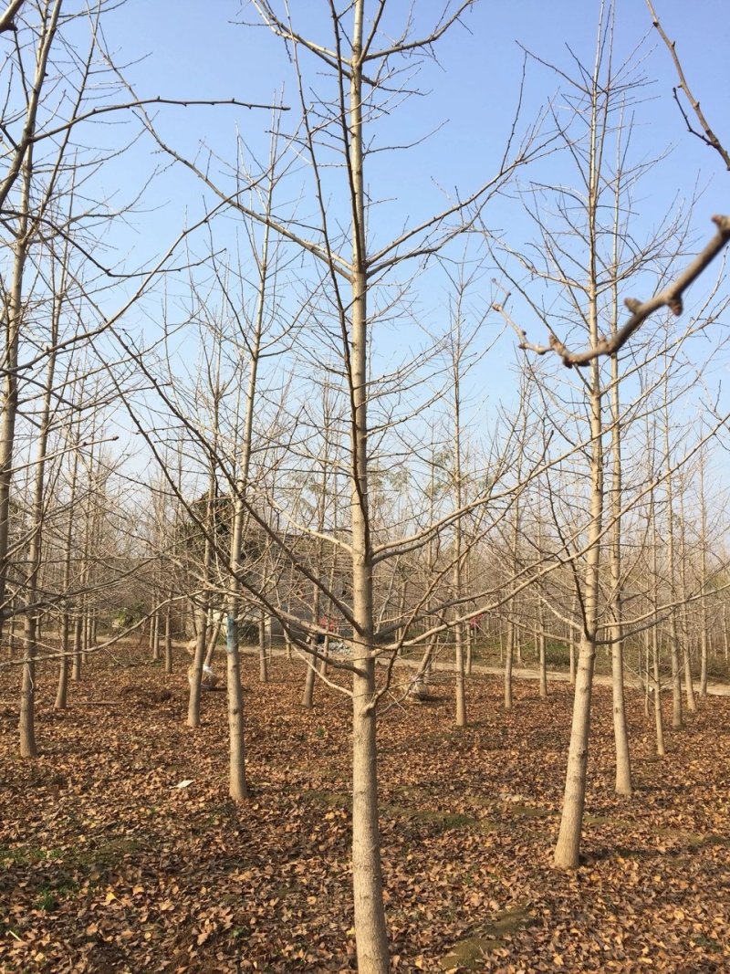 银杏树