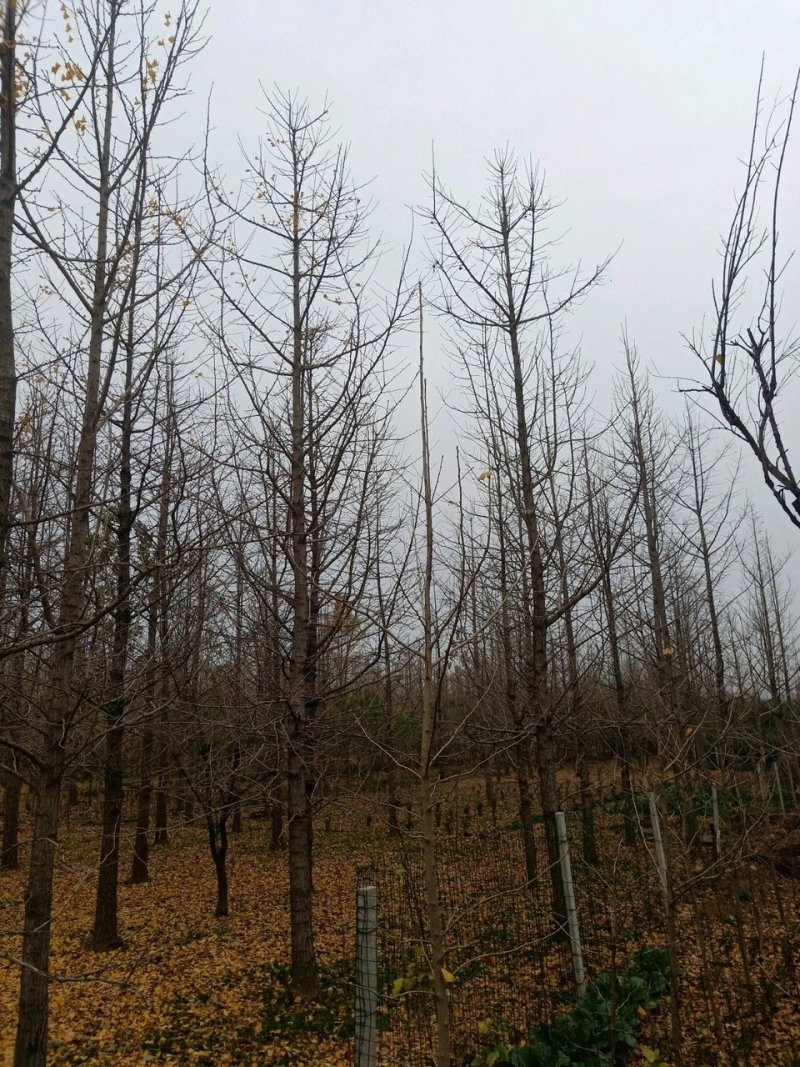 银杏树