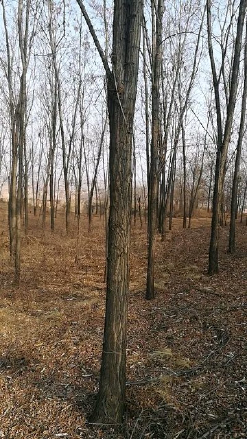 国槐，刺槐
