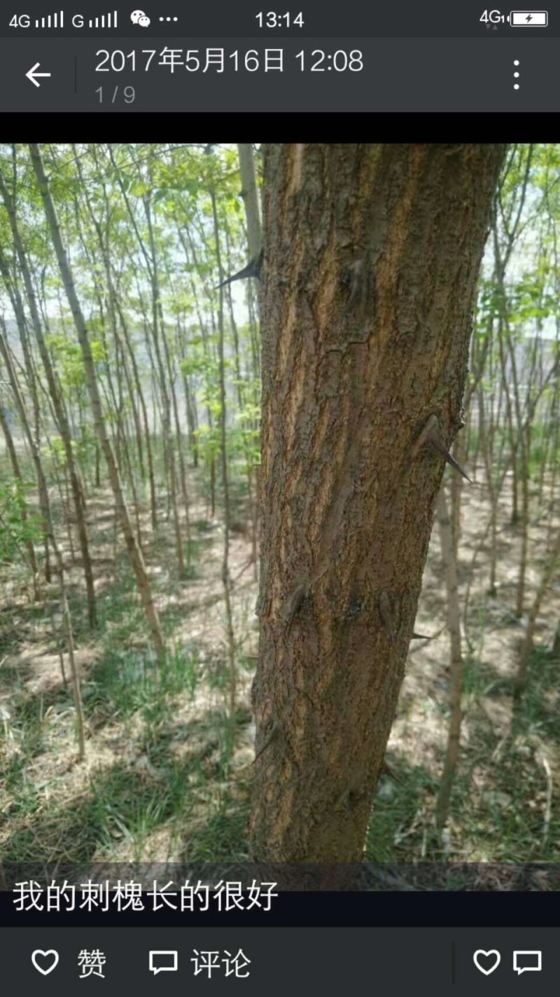 国槐，刺槐