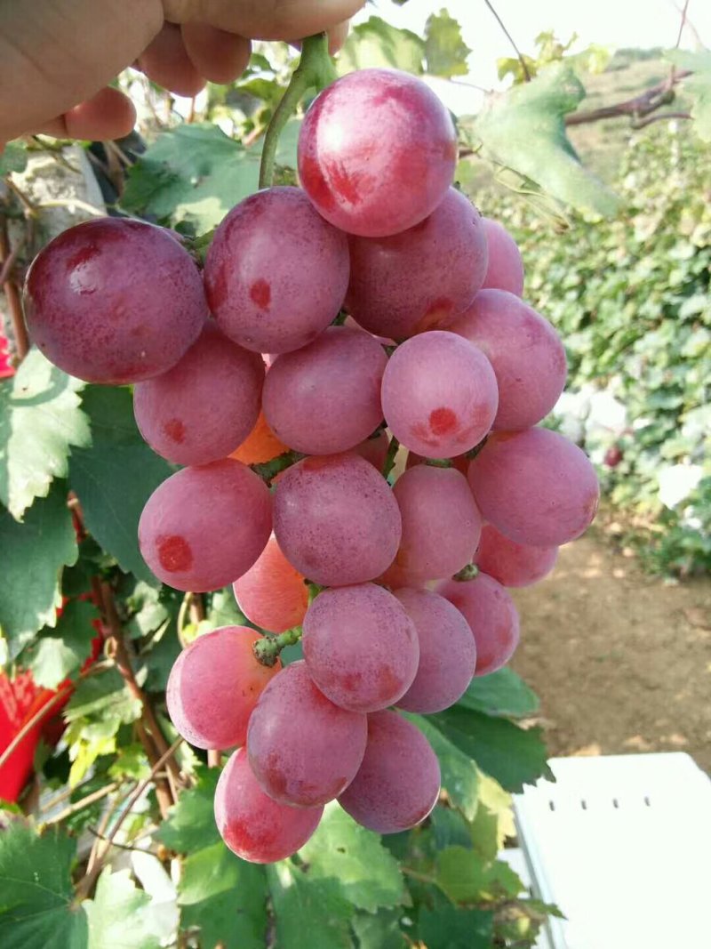 大量供应山东烟台海阳发城精品红提。山东有两万亩精品红提。