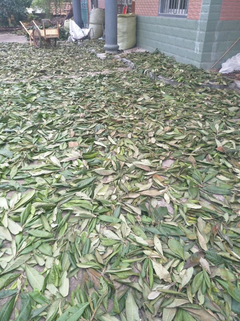 统枇杷叶巴叶芦桔叶蜜枇杷叶